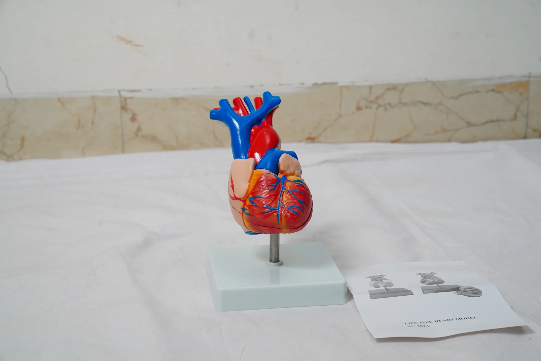 Life Size Heart Model thumbnail 2